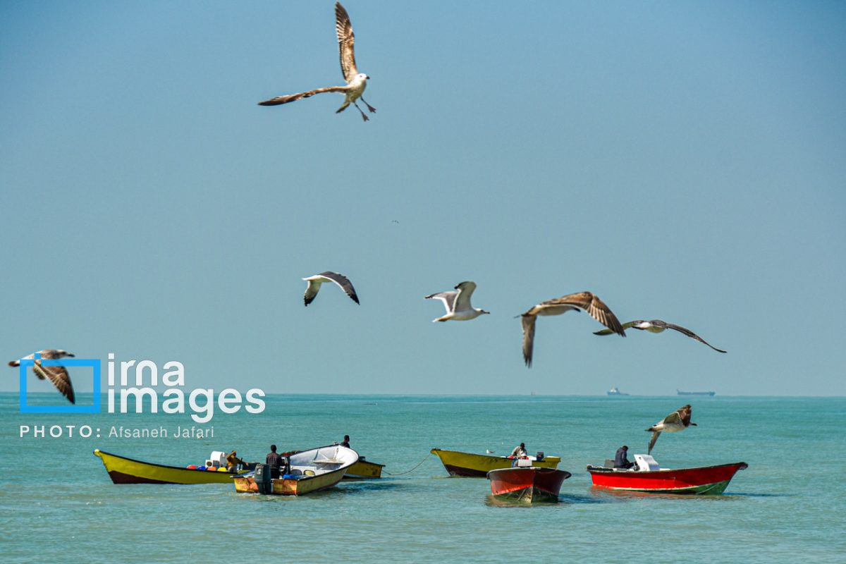 Seabirds "Shalus" of Persian Gulf captivate nature enthusiasts