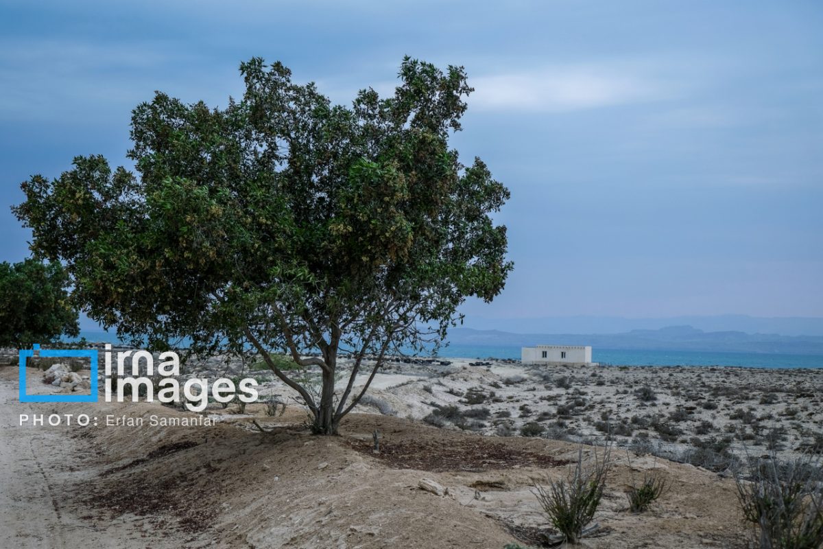 Hendurabi Island: A hidden gem in Persian Gulf