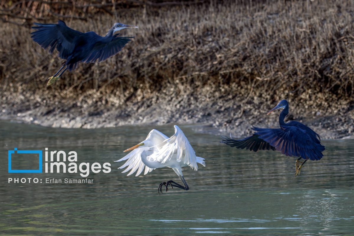 "Water's End" in southern Iran a haven for migratory birds 