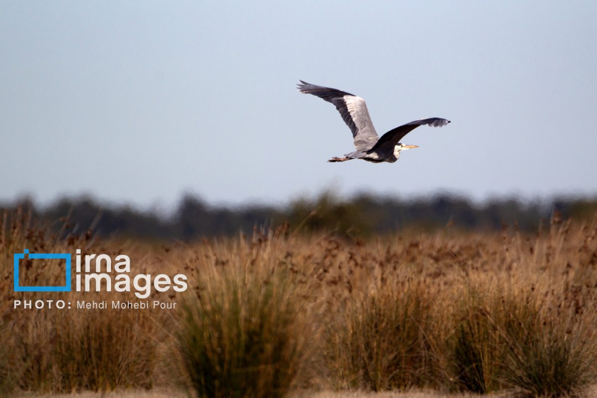 Iran's Miankaleh wildlife sanctuary: A haven for migratory birds