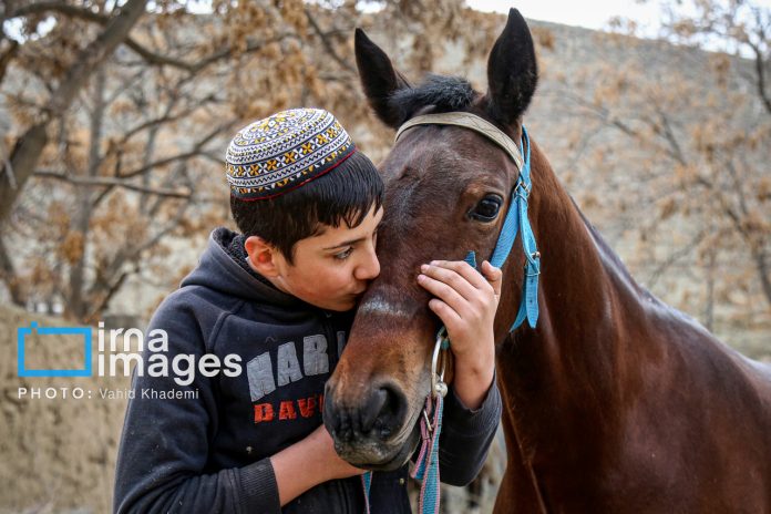 Iran Turkmen Horse