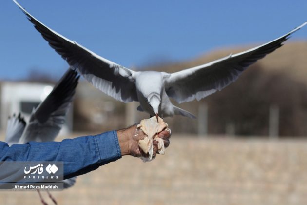 Siberian gulls bring winter charm to Shiraz, southern Iran