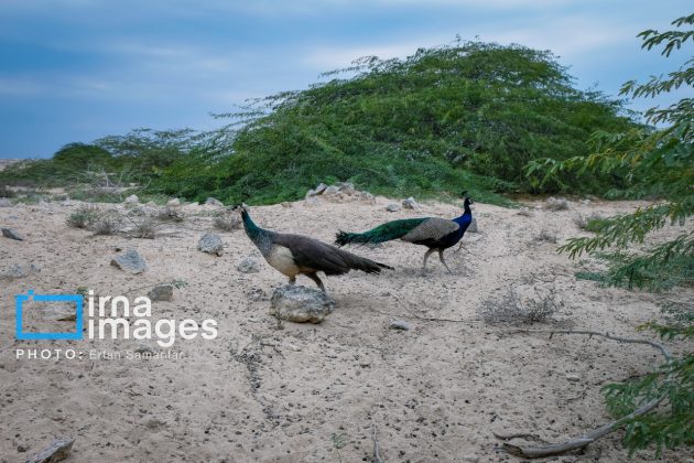 Hendurabi Island: A hidden gem in Persian Gulf