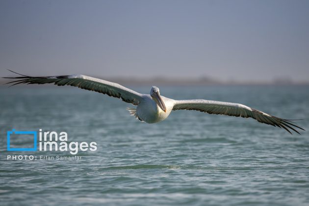 "Water's End" in southern Iran a haven for migratory birds 