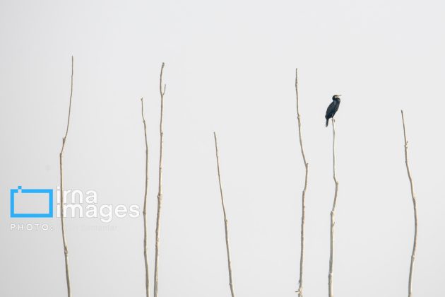 "Water's End" in southern Iran a haven for migratory birds 