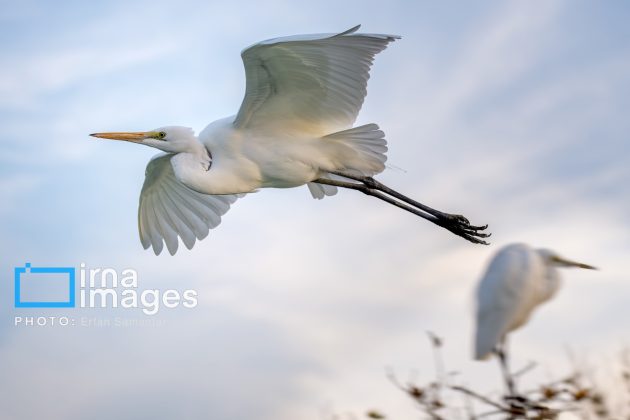 "Water's End" in southern Iran a haven for migratory birds 