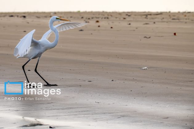 "Water's End" in southern Iran a haven for migratory birds 