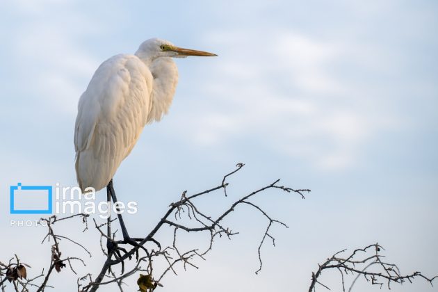 "Water's End" in southern Iran a haven for migratory birds 