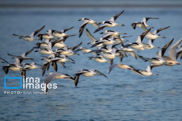 "Water's End" in southern Iran a haven for migratory birds 