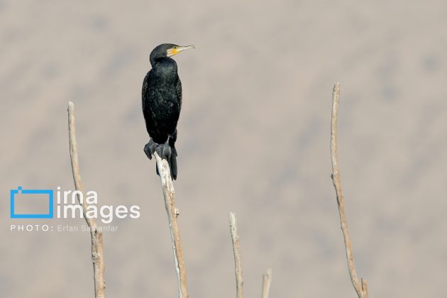 "Water's End" in southern Iran a haven for migratory birds 