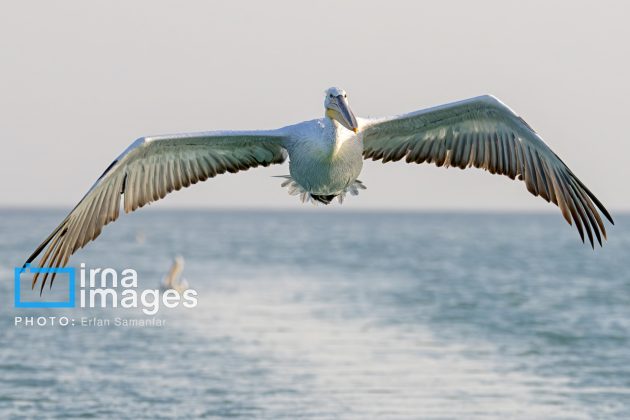 "Water's End" in southern Iran a haven for migratory birds 