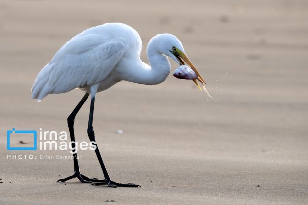 "Water's End" in southern Iran a haven for migratory birds 