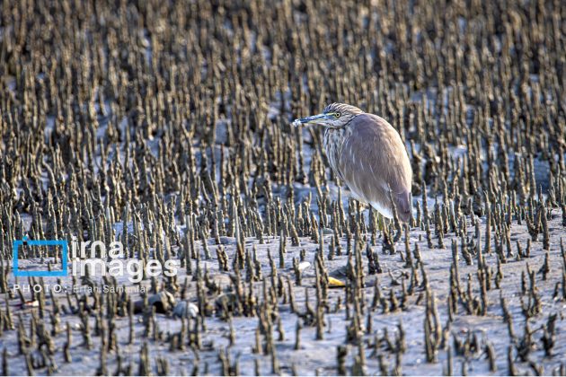 "Water's End" in southern Iran a haven for migratory birds 