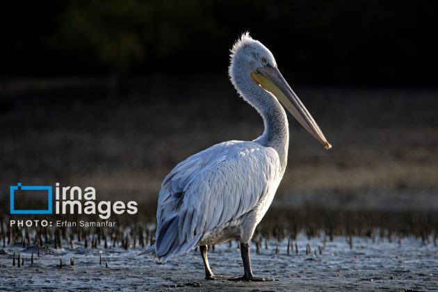 "Water's End" in southern Iran a haven for migratory birds 