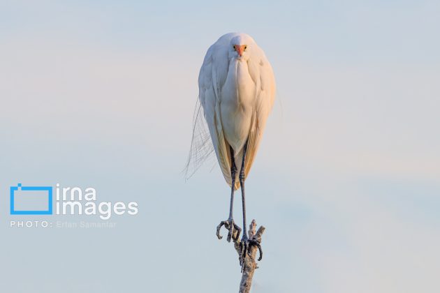 "Water's End" in southern Iran a haven for migratory birds 