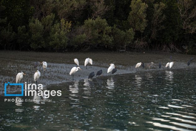 "Water's End" in southern Iran a haven for migratory birds 