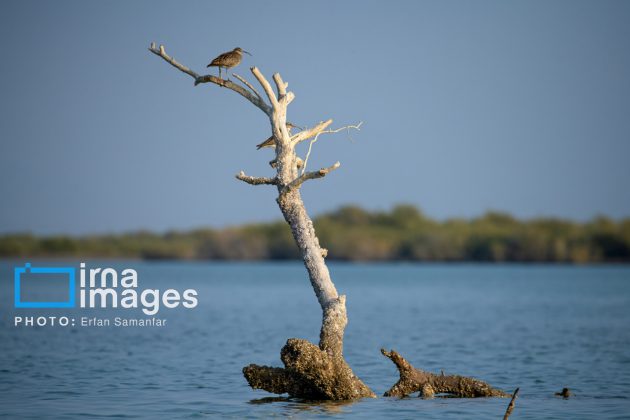 "Water's End" in southern Iran a haven for migratory birds 