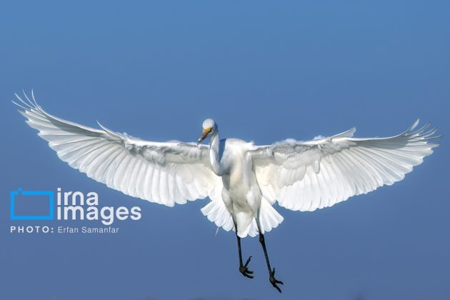 "Water's End" in southern Iran a haven for migratory birds 