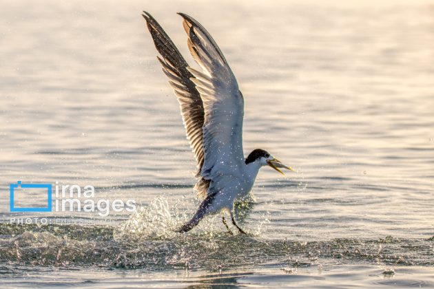 "Water's End" in southern Iran a haven for migratory birds 