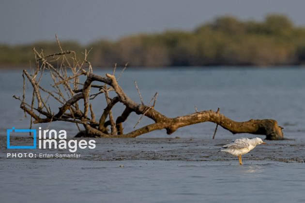 "Water's End" in southern Iran a haven for migratory birds 