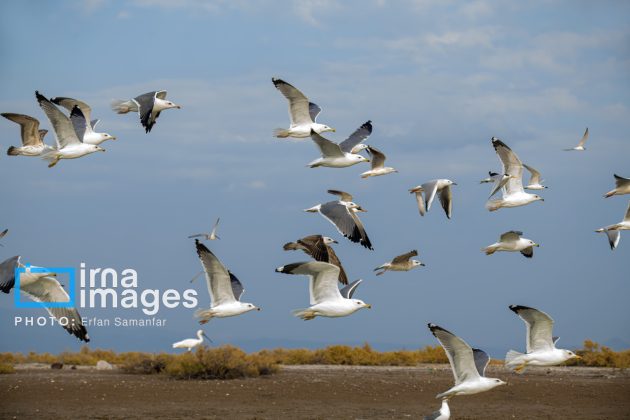 "Water's End" in southern Iran a haven for migratory birds 