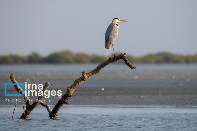 "Water's End" in southern Iran a haven for migratory birds 