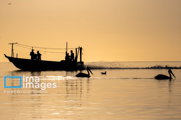 "Water's End" in southern Iran a haven for migratory birds 