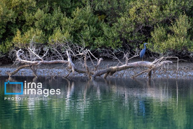 "Water's End" in southern Iran a haven for migratory birds 