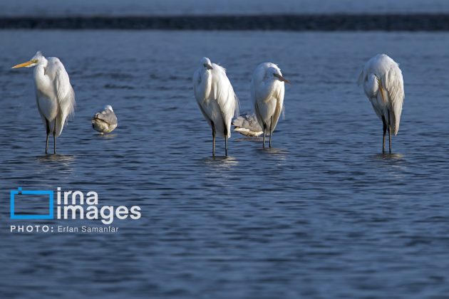 "Water's End" in southern Iran a haven for migratory birds 