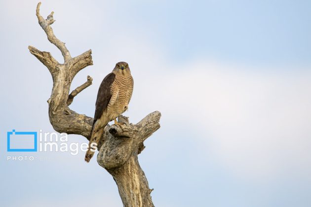 "Water's End" in southern Iran a haven for migratory birds 