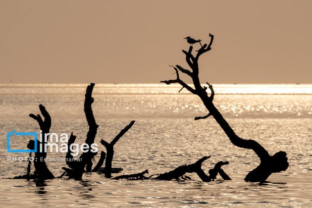 "Water's End" in southern Iran a haven for migratory birds 