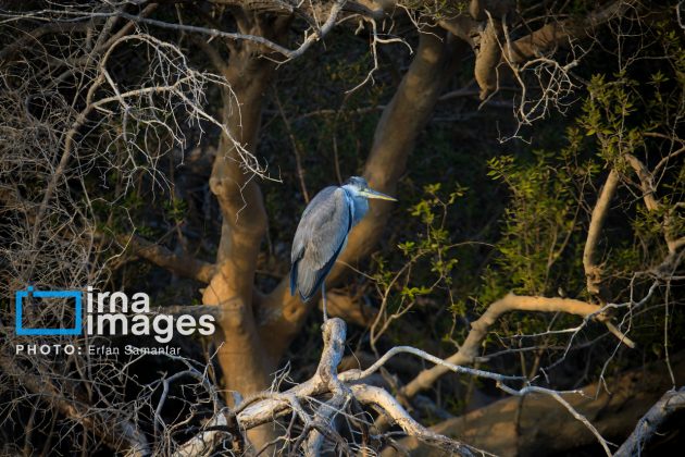 "Water's End" in southern Iran a haven for migratory birds 