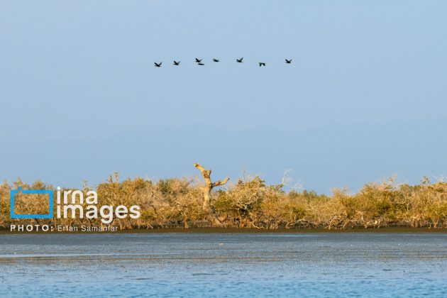 "Water's End" in southern Iran a haven for migratory birds 