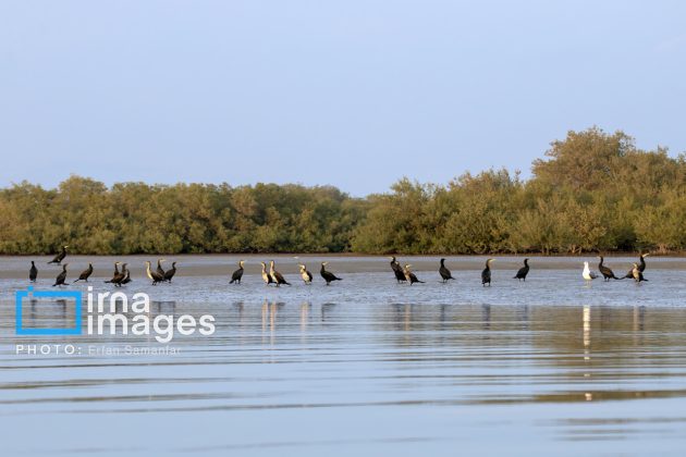 "Water's End" in southern Iran a haven for migratory birds 