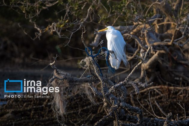 "Water's End" in southern Iran a haven for migratory birds 