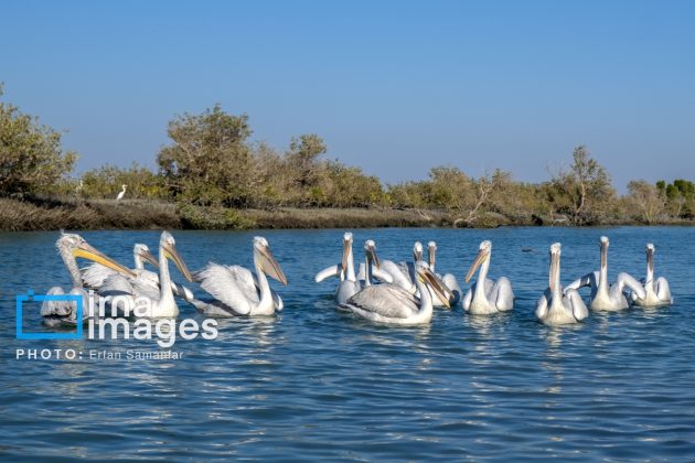 "Water's End" in southern Iran a haven for migratory birds 