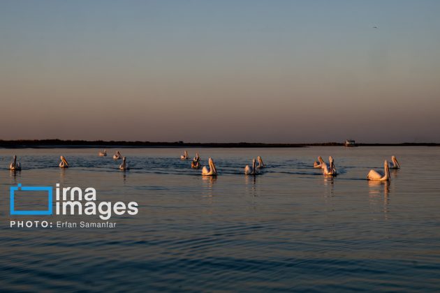 "Water's End" in southern Iran a haven for migratory birds 