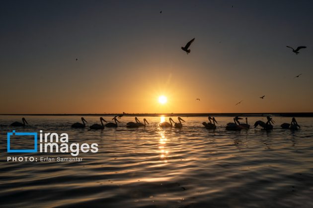 "Water's End" in southern Iran a haven for migratory birds 