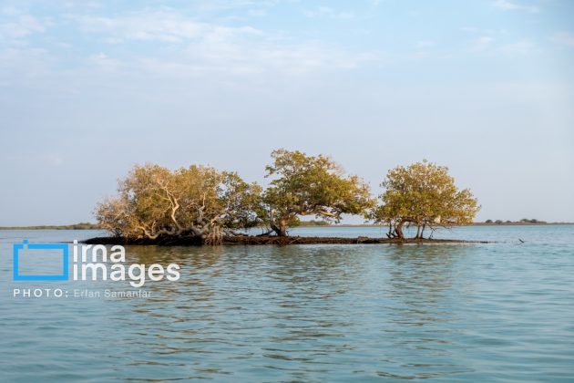 "Water's End" in southern Iran a haven for migratory birds 