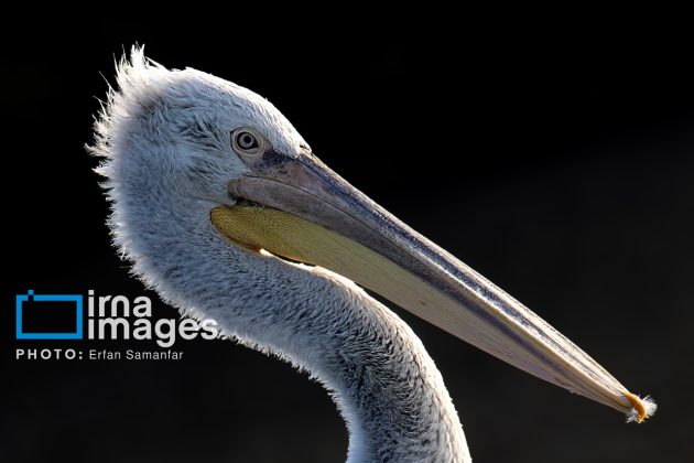 "Water's End" in southern Iran a haven for migratory birds 