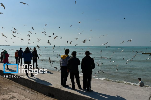 Seabirds "Shalus" of Persian Gulf captivate nature enthusiasts