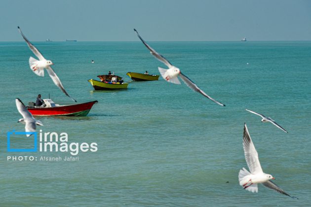 Seabirds "Shalus" of Persian Gulf captivate nature enthusiasts