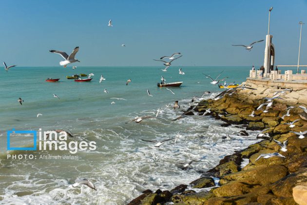 Seabirds "Shalus" of Persian Gulf captivate nature enthusiasts