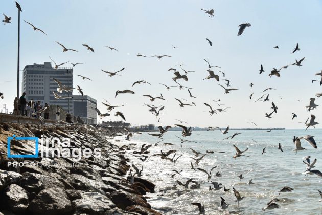 Seabirds "Shalus" of Persian Gulf captivate nature enthusiasts