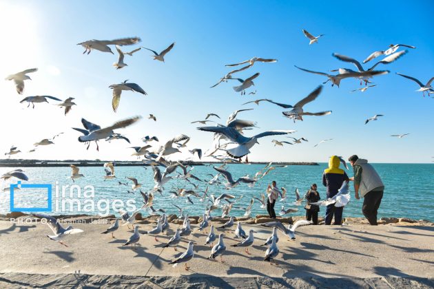 Seabirds "Shalus" of Persian Gulf captivate nature enthusiasts