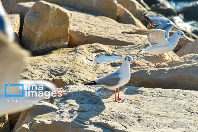 Seabirds "Shalus" of Persian Gulf captivate nature enthusiasts