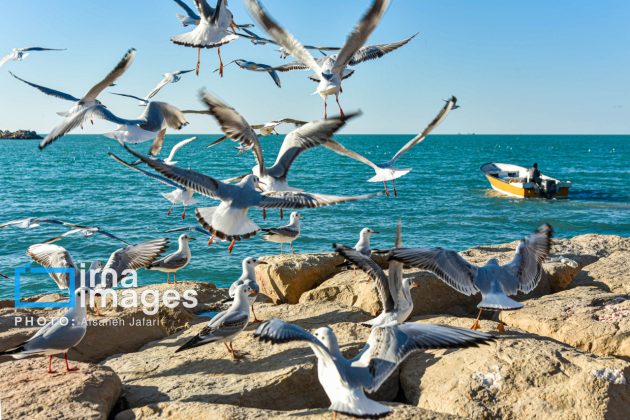 Seabirds "Shalus" of Persian Gulf captivate nature enthusiasts