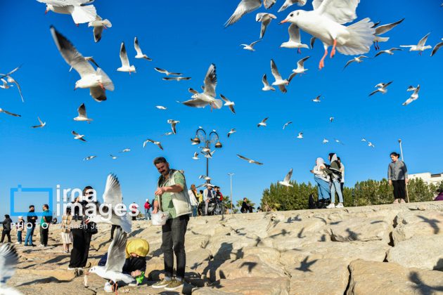 Seabirds "Shalus" of Persian Gulf captivate nature enthusiasts