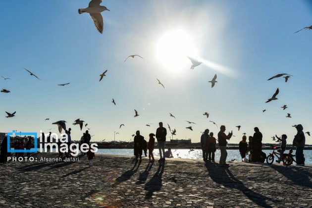 Seabirds "Shalus" of Persian Gulf captivate nature enthusiasts