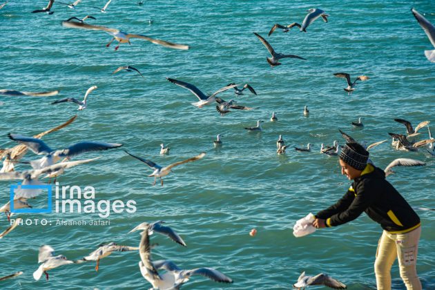 Seabirds "Shalus" of Persian Gulf captivate nature enthusiasts